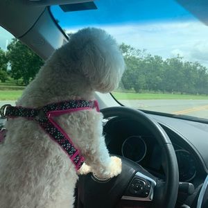 Meet your Posher, Ginger